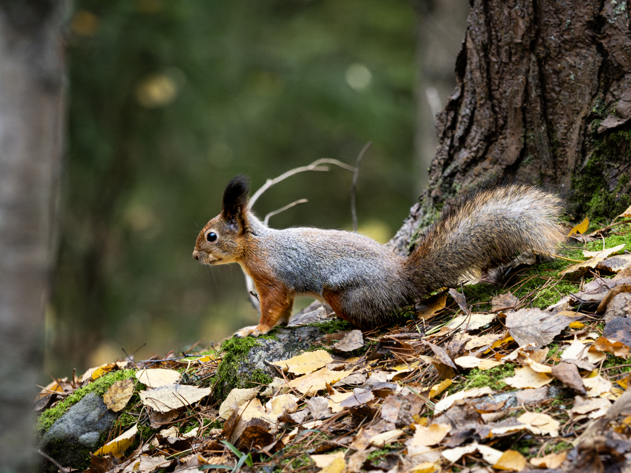 BIRDS AND WILD ANIMALS FEEDING 2025 /2026