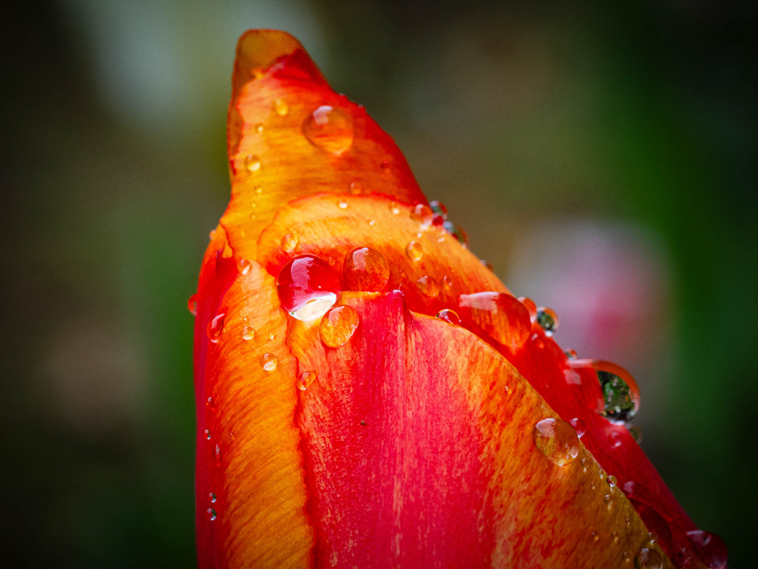 Rainy day in our garden