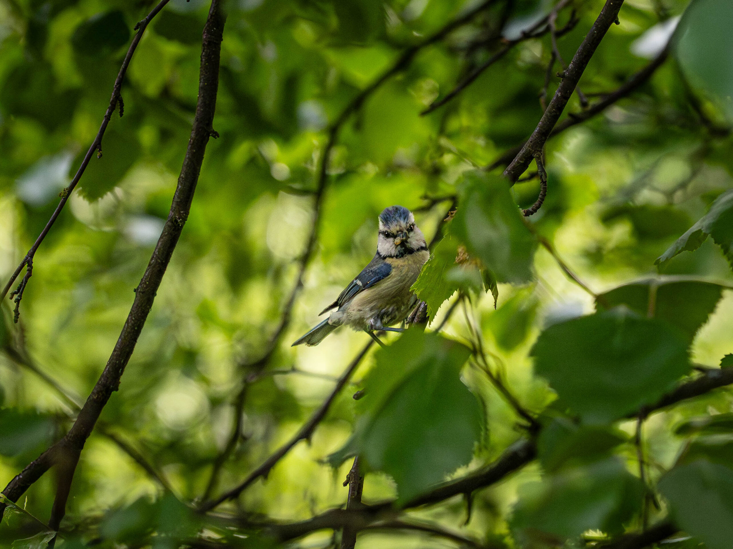 BIRD BLUE TIT HAVING A NEST IN OUR GARDEN