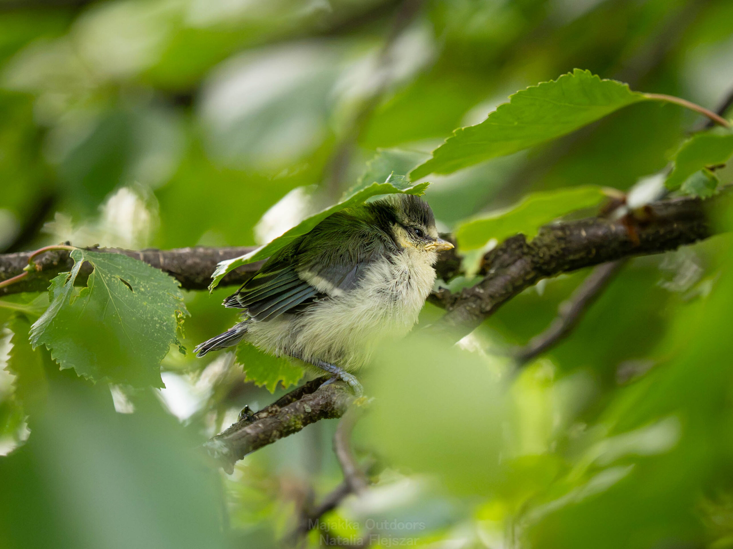 Blue tit’s babies from our backyard leaving the nest for the first time