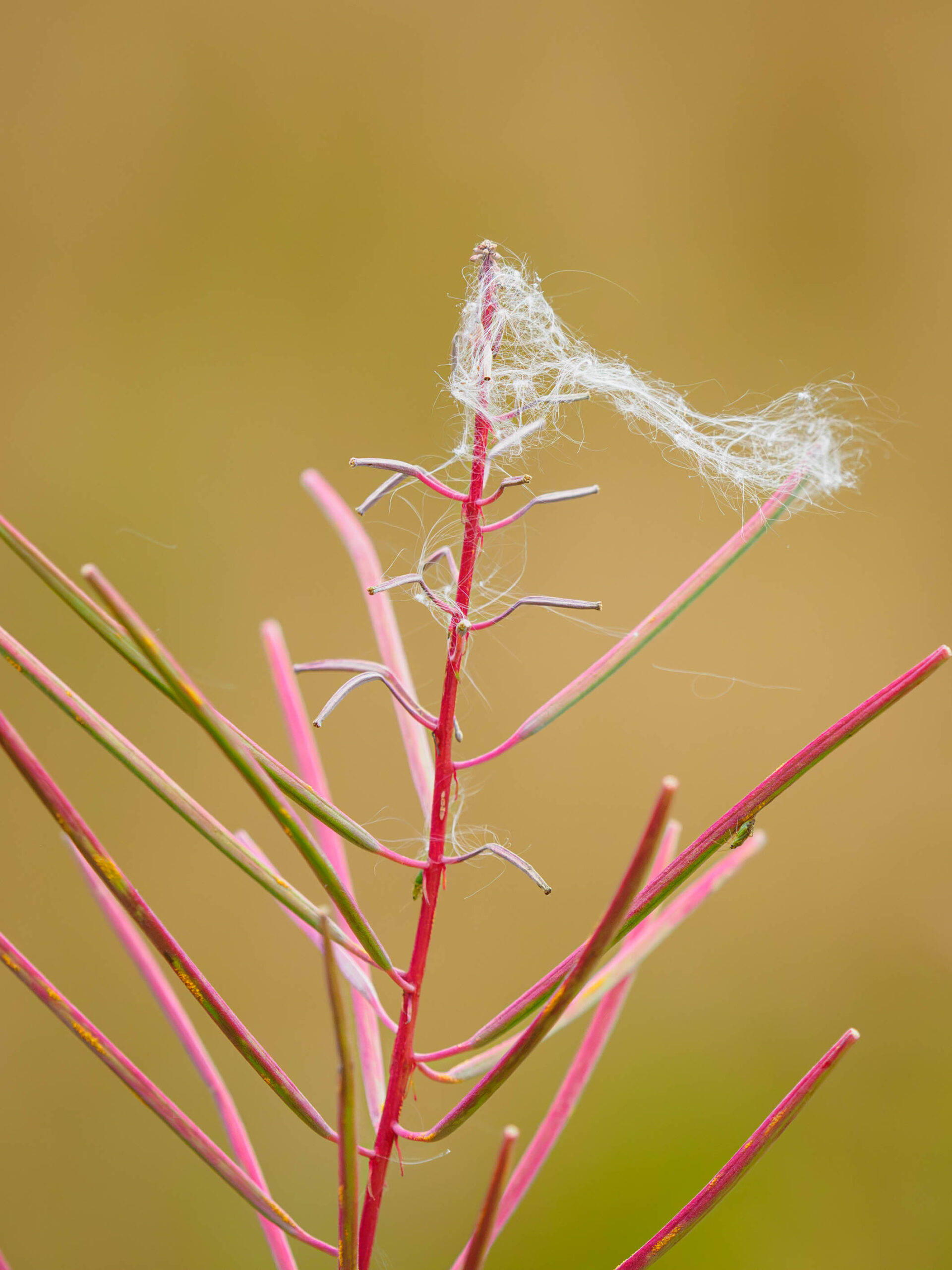Photo walk to the meadow with flowers